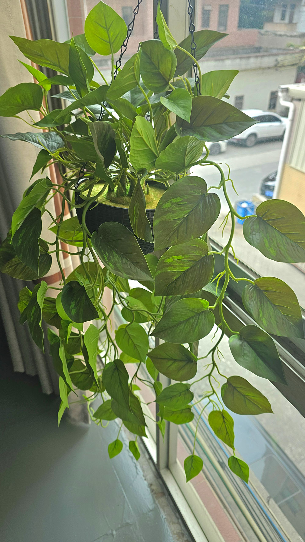 Hanging Baskets- Philo- green (special)