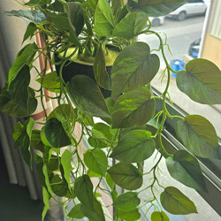 Hanging Baskets- Philo- green (special) - artificial plants, flowers & trees - image 2