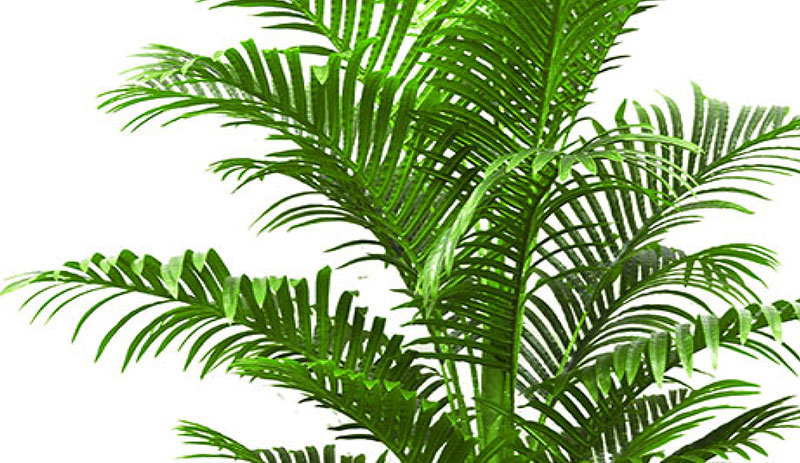 Phoenix Palm 2.1m 