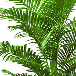 Phoenix Palm 2.1m  - artificial plants, flowers & trees - image 1
