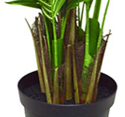 Phoenix Palm 2.1m 