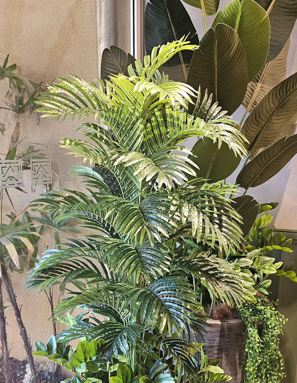 Phoenix Palm 1.5m 