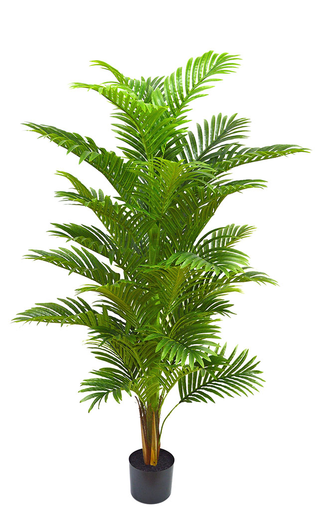 Phoenix Palm 1.5m 