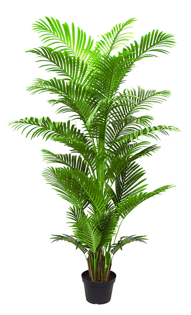 Phoenix Palm 2.1m 