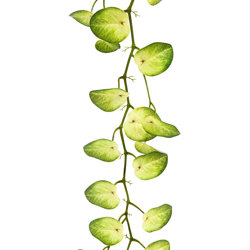 Trailing Vine- 1.2m Water Plant [Pilea] - artificial plants, flowers & trees - image 2