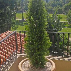 Cypress Pine UV 1.8m  - artificial plants, flowers & trees - image 1