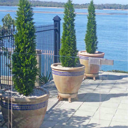 Cypress Pine UV 1.8m  - artificial plants, flowers & trees - image 2