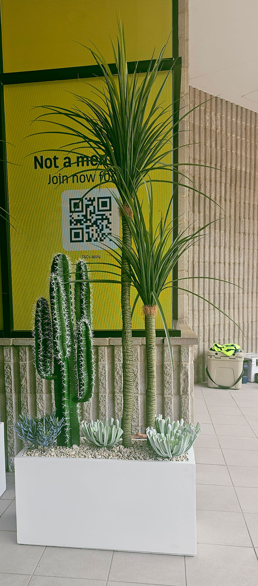 Ponytail Yucca 2m triple-stem