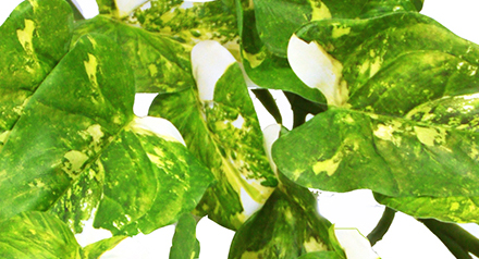 Trailing Vine- 1.2m Pothos [dark green] 