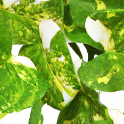 Trailing Vine- 1.2m Pothos [dark green]  - artificial plants, flowers & trees - image 1