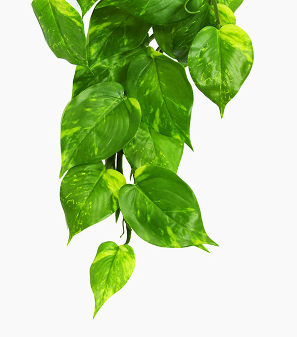 Bushes..sml trailer- Pothos Plant