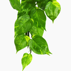 Bushes..sml trailer- Pothos Plant - artificial plants, flowers & trees - image 1