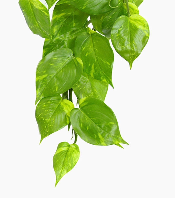 Bushes..sml trailer- Pothos Plant [light green]