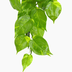 Bushes..sml trailer- Pothos Plant [light green] - artificial plants, flowers & trees - image 1