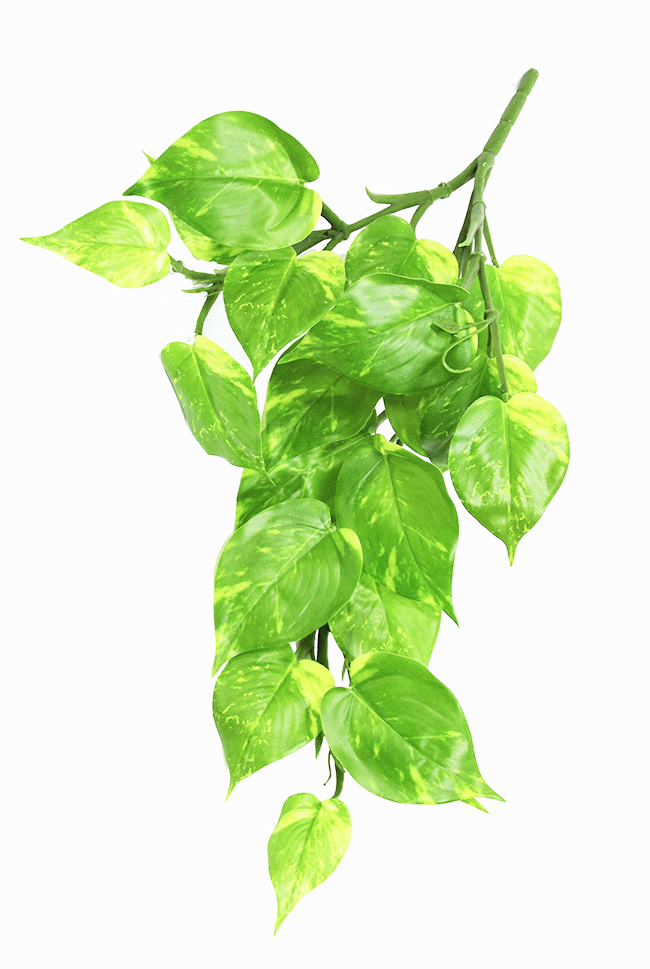 Bushes..sml trailer- Pothos Plant [light green]