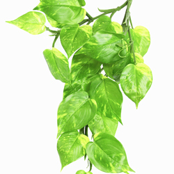 Bushes..sml trailer- Pothos Plant [light green] - artificial plants, flowers & trees - image 2