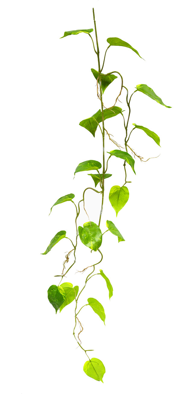 Trailing Vine- 1.2m Pothos