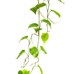 Trailing Vine- 1.2m Pothos - artificial plants, flowers & trees - image 2