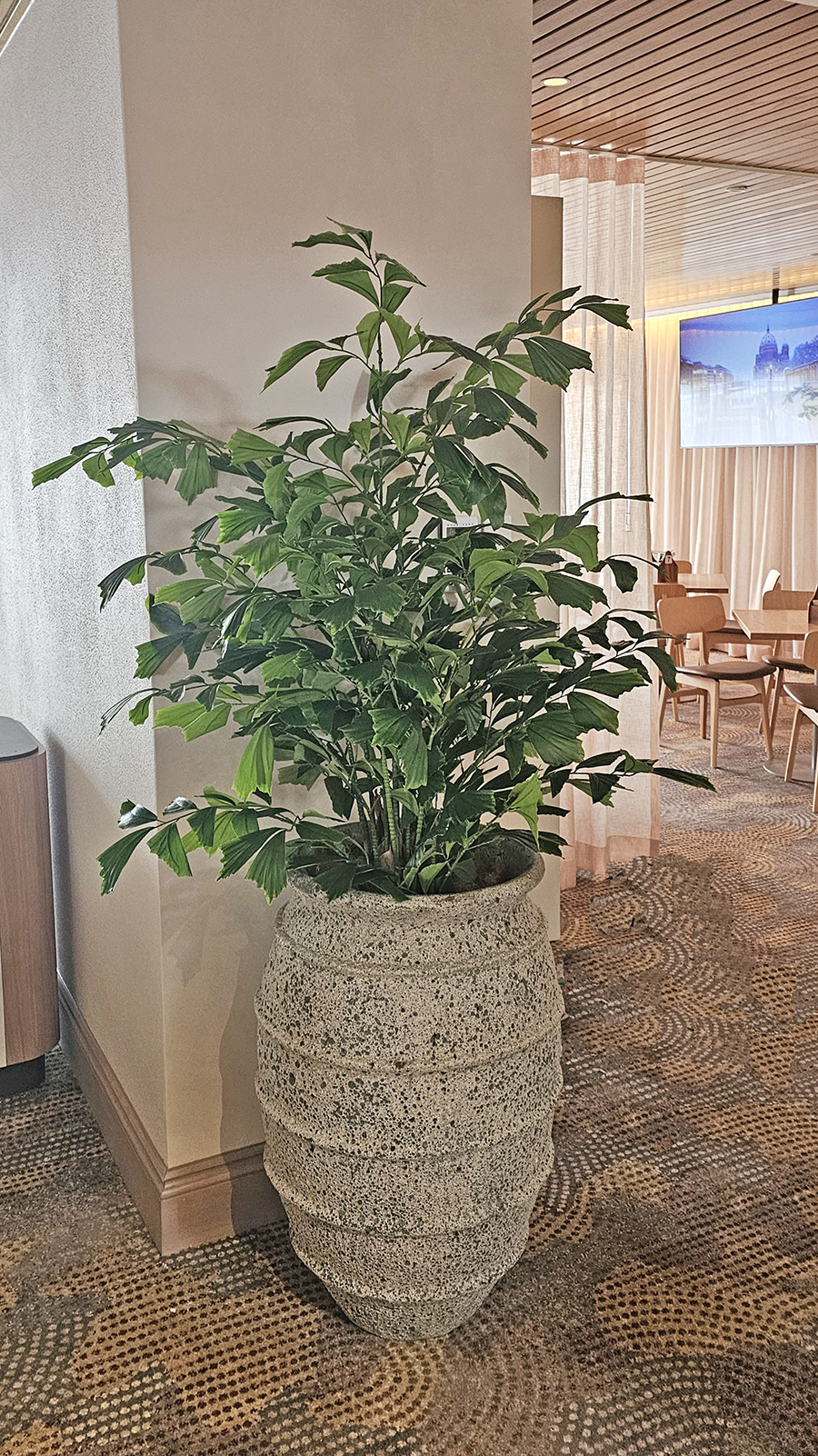 Fish-Tail Palm 2.2m delux