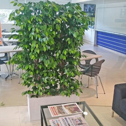 Trough Planters- with Weeping Ficus UV 1.7m tall  - artificial plants, flowers & trees - image 1