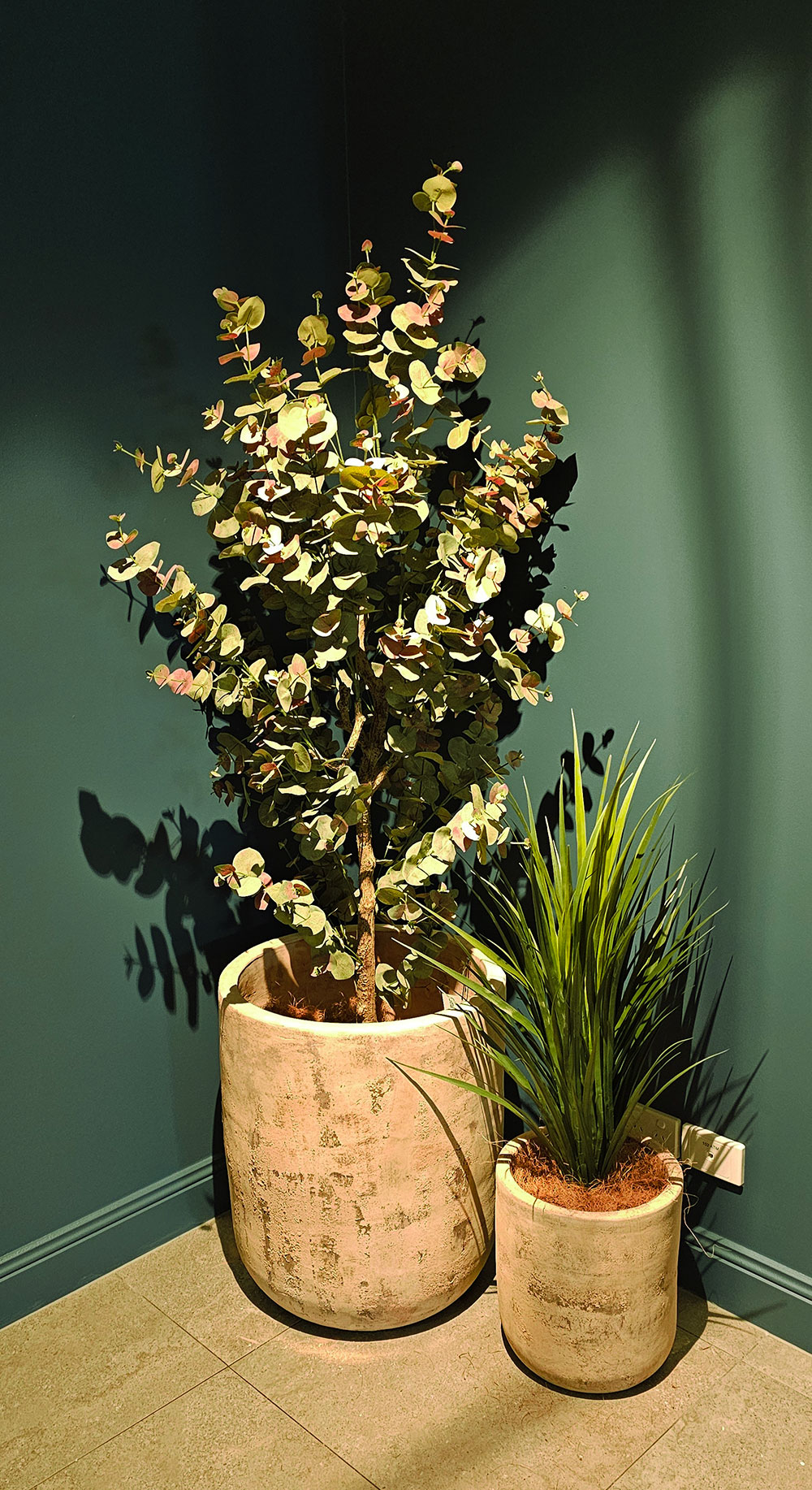 Eucalyptus 'Sweet Gum' 1.8m
