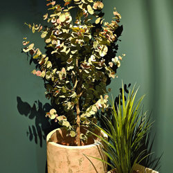 Eucalyptus 'Sweet Gum' 1.8m - artificial plants, flowers & trees - image 2