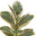 Variegated