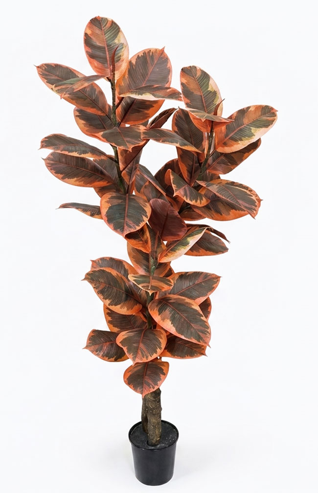 Rubber Plant 1.2m 