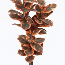 Rubber Plant 1.2m  - artificial plants, flowers & trees - image 4