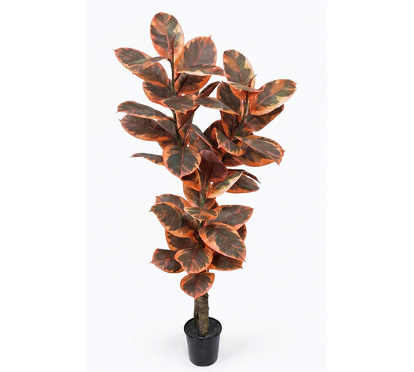 Rubber Plant 1.2m