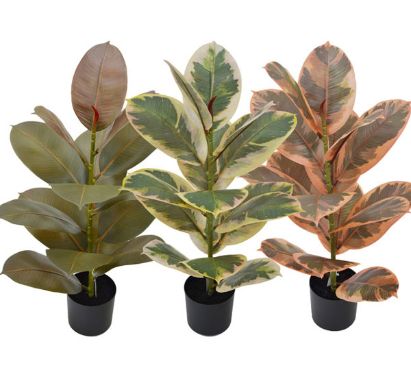 Rubber Plant- Burgundy 70cm