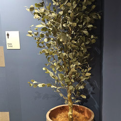 Eucalyptus 'Silver Gum' 1.8m   - artificial plants, flowers & trees - image 3