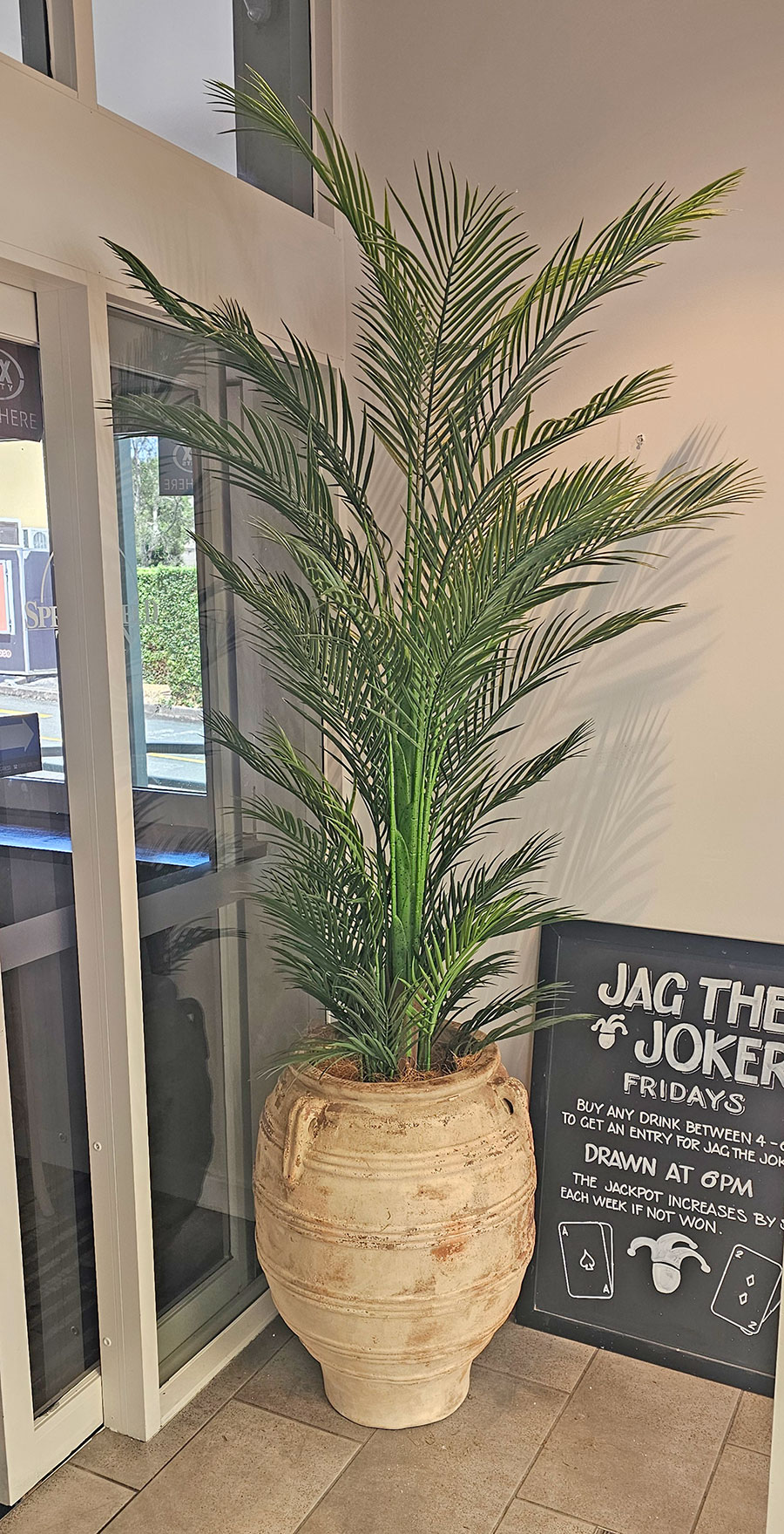 Alexander Palm 2.4m UV-treated