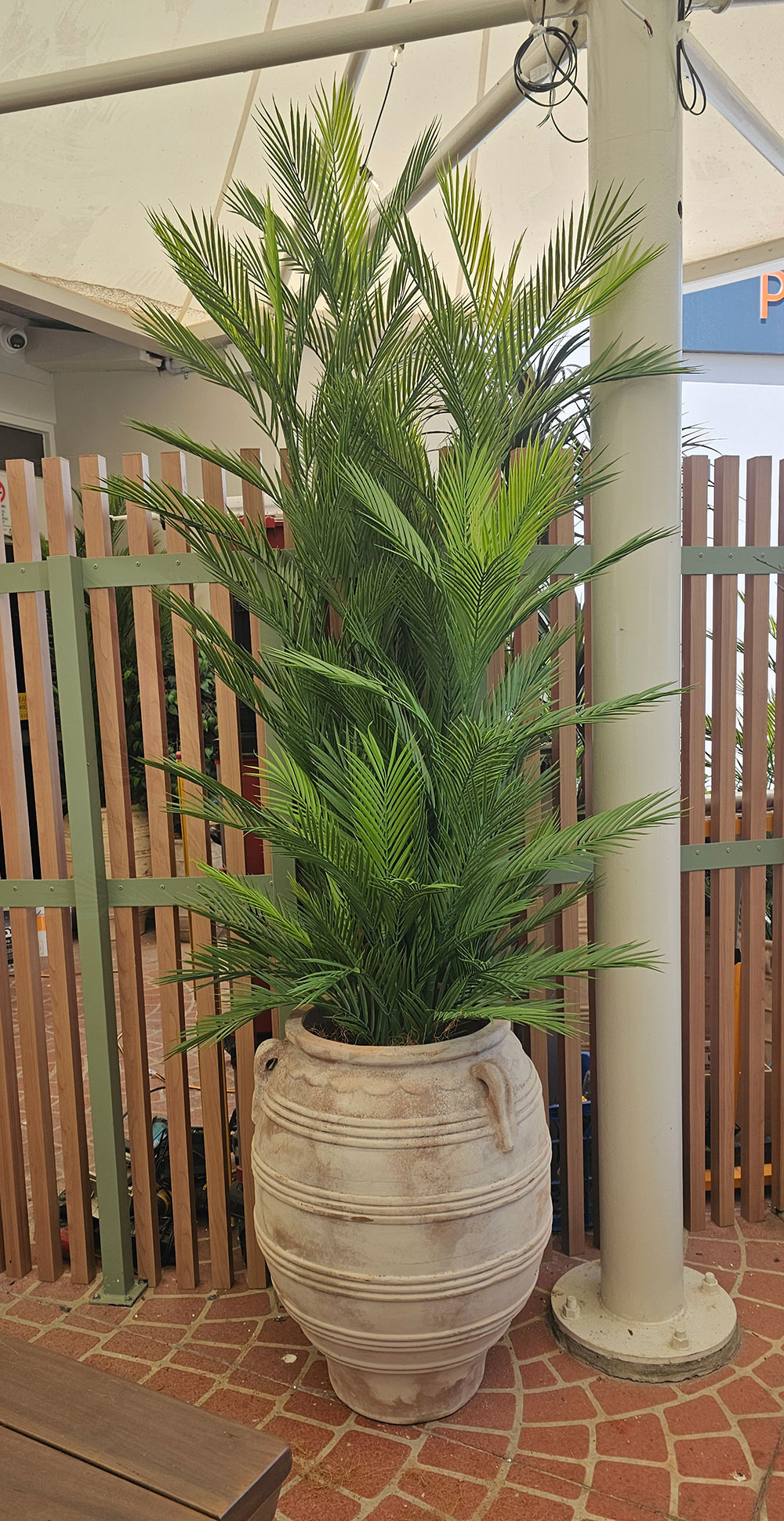 Parlour Palm UV 2.1m