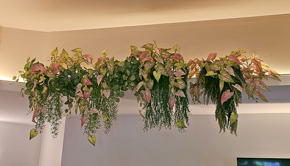 Trailing Vine- 1.2m Caladium 'pink blush'