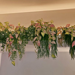 Trailing Vine- 1.2m Caladium 'pink blush' - artificial plants, flowers & trees - image 2