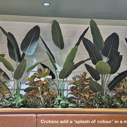 Croton 1.5m - artificial plants, flowers & trees - image 3