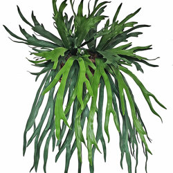 Wall-Baskets Staghorn UV- med  - artificial plants, flowers & trees - image 2
