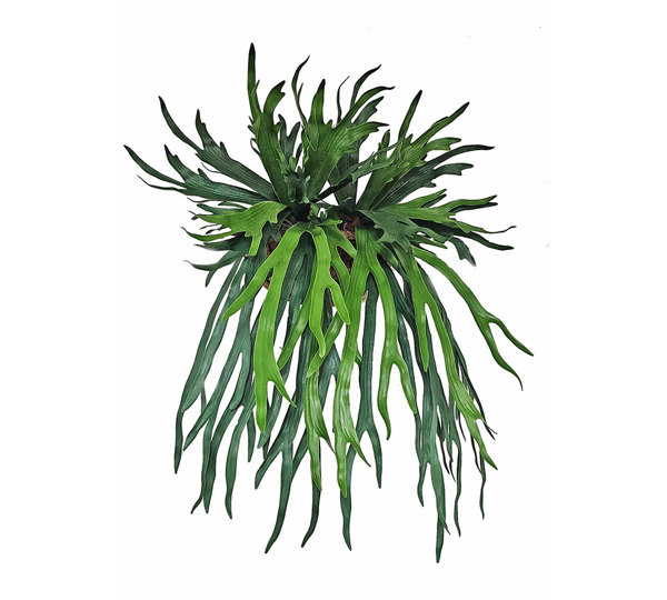 Wall-Baskets Staghorn UV- med