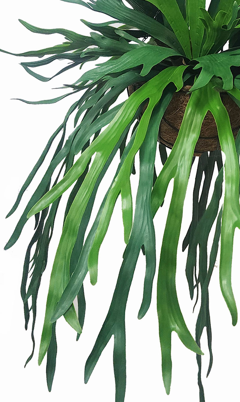Hanging Baskets- Staghorn Ferns [medium]