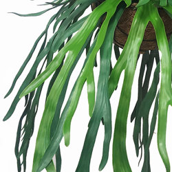 Hanging Baskets- Staghorn Ferns [medium] - artificial plants, flowers & trees - image 1