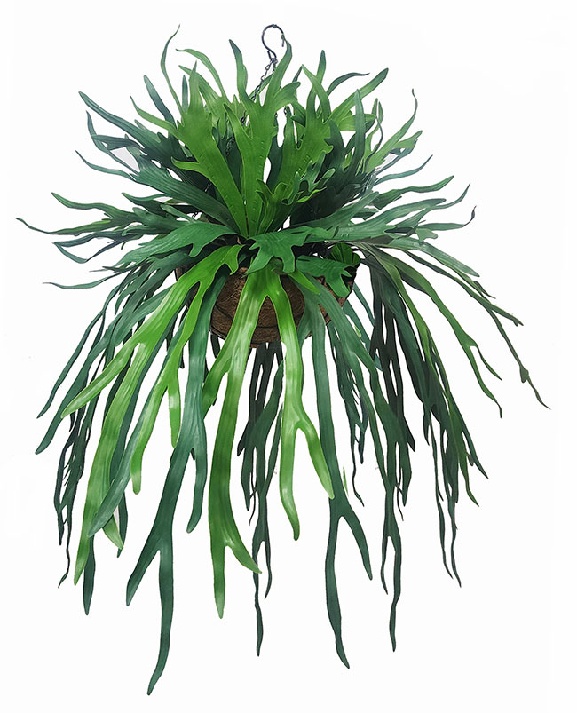 Hanging Baskets- Staghorn Ferns [medium]