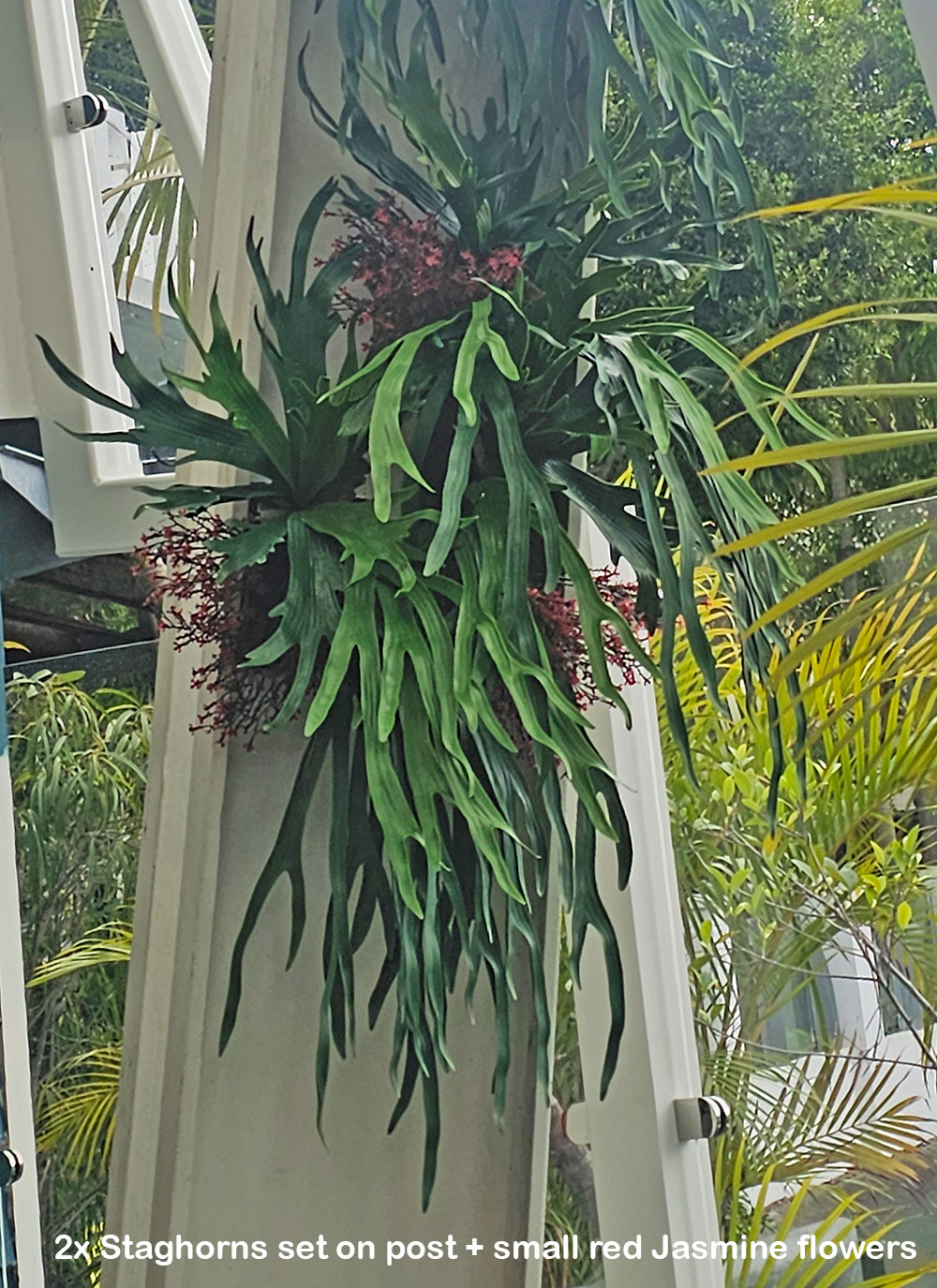 Staghorn Fern in pot