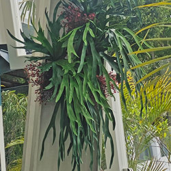 Staghorn Fern in pot - artificial plants, flowers & trees - image 1