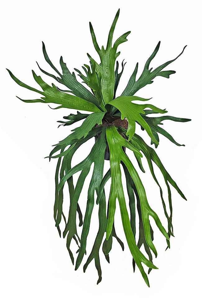 Staghorn Fern in pot
