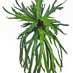Staghorn Fern in pot - artificial plants, flowers & trees - image 3