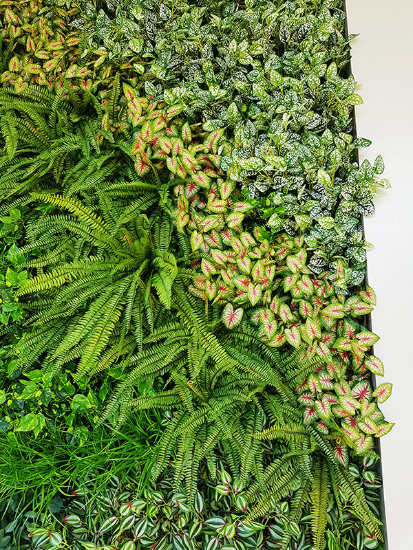 Shopping Mall Entrance finished-off with artificial Green-Wall... image 9