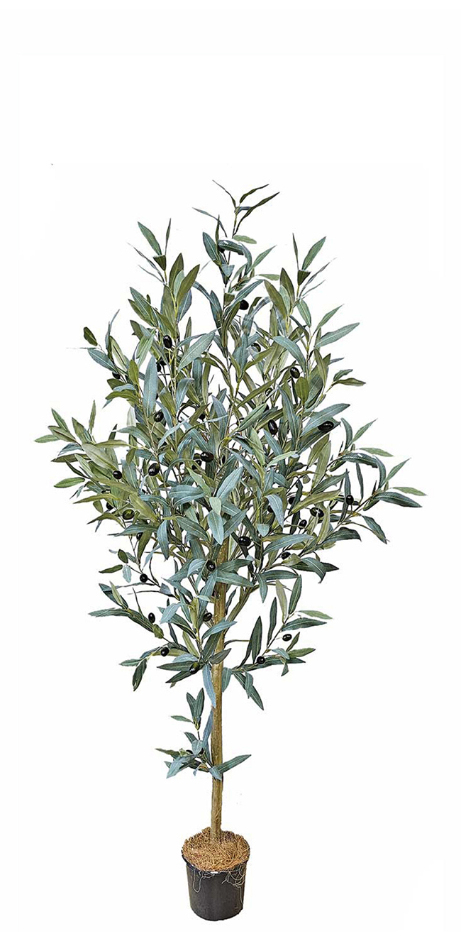 Olive Topiary 1.2m