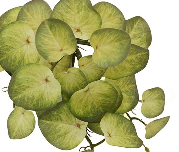 Trailing Vine- 1.2m Water Plant [Pilea]