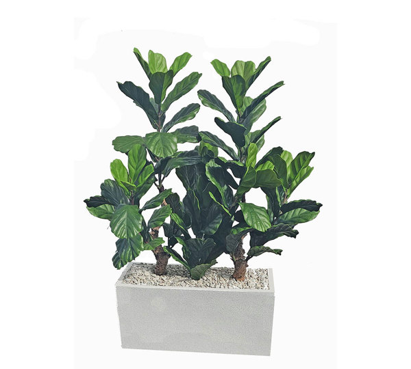 Trough Planters- with Fiddle-Leaf Ficus UV 1.3m